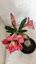 ENXERTO 12521 – 20cm (cor LM 926) - Imagem 4