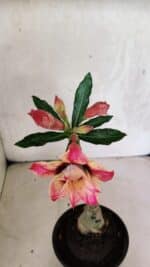 ENXERTO 12521 – 20cm (cor LM 926) - Imagem 4