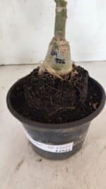 ENXERTO 12521 – 20cm (cor LM 926) - Imagem 7