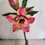 ENXERTO 12521 – 20cm (cor LM 926)