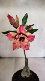 ENXERTO 12521 – 20cm (cor LM 926)