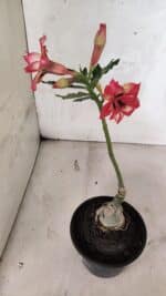 ENXERTO 12521 – 20cm (cor LM 926) - Imagem 6