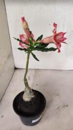 ENXERTO 12521 – 20cm (cor LM 926) - Imagem 5