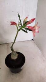 ENXERTO 12521 – 20cm (cor LM 926) - Imagem 6