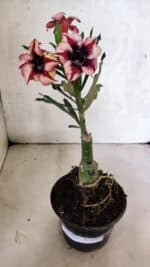 ENXERTO 12522 – 20cm (cor LM 424) - Imagem 2