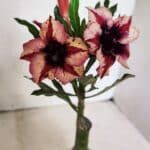 ENXERTO 12522 – 20cm (cor LM 424)