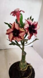 ENXERTO 12522 – 20cm (cor LM 424)