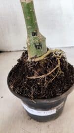 ENXERTO 12522 – 20cm (cor LM 424) - Imagem 6