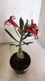 ENXERTO 12522 – 20cm (cor LM 424) - Imagem 5