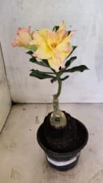 ENXERTO 12524 – 20cm (cor LM 979) - Imagem 2