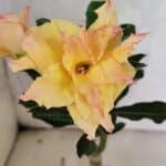 ENXERTO 12524 – 20cm (cor LM 979)