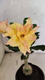 ENXERTO 12524 – 20cm (cor LM 979)