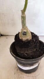 ENXERTO 12524 – 20cm (cor LM 979) - Imagem 7