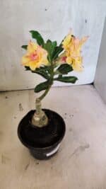 ENXERTO 12524 – 20cm (cor LM 979) - Imagem 6