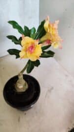 ENXERTO 12524 – 20cm (cor LM 979) - Imagem 5