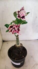 ENXERTO 12525 – 20cm (cor LM 977) - Imagem 2