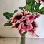 ENXERTO 12525 – 20cm (cor LM 977)