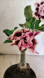 ENXERTO 12525 – 20cm (cor LM 977)