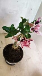 ENXERTO 12525 – 20cm (cor LM 977) - Imagem 5