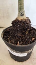 ENXERTO 12525 – 20cm (cor LM 977) - Imagem 8