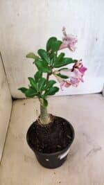 ENXERTO 12525 – 20cm (cor LM 977) - Imagem 7