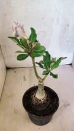 ENXERTO 12525 – 20cm (cor LM 977) - Imagem 6