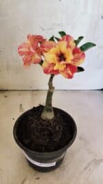 ENXERTO 12526 – 20cm (cor LM 395) - Imagem 2