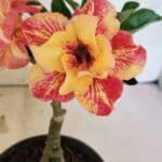 ENXERTO 12526 – 20cm (cor LM 395)