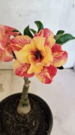 ENXERTO 12526 – 20cm (cor LM 395)