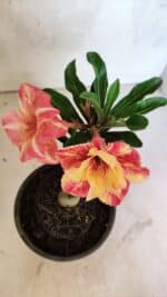 ENXERTO 12526 – 20cm (cor LM 395) - Imagem 4