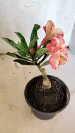 ENXERTO 12526 – 20cm (cor LM 395) - Imagem 6