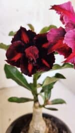 ENXERTO 12527 – 20cm (cor LM 735)