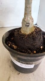 ENXERTO 12527 – 20cm (cor LM 735) - Imagem 7