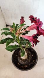 ENXERTO 12527 – 20cm (cor LM 735) - Imagem 5