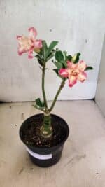 ENXERTO 12528 – 20cm (cor LM 728) - Imagem 2