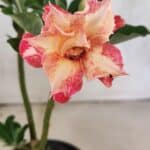 ENXERTO 12528 – 20cm (cor LM 728)