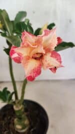 ENXERTO 12528 – 20cm (cor LM 728)