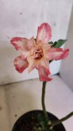 ENXERTO 12528 – 20cm (cor LM 728) - Imagem 4