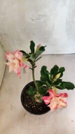 ENXERTO 12528 – 20cm (cor LM 728) - Imagem 5