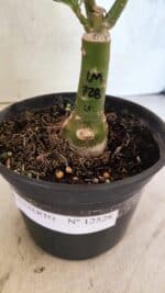 ENXERTO 12528 – 20cm (cor LM 728) - Imagem 7