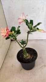 ENXERTO 12528 – 20cm (cor LM 728) - Imagem 6