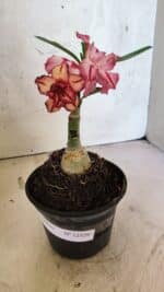 ENXERTO 12529 – 20cm (cor LM 914) - Imagem 2