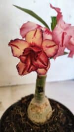 ENXERTO 12529 – 20cm (cor LM 914)