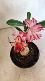 ENXERTO 12529 – 20cm (cor LM 914) - Imagem 4