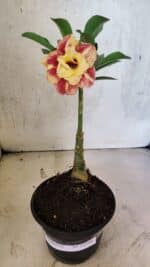 ENXERTO 12530 – 20cm (cor LM 474) - Imagem 2