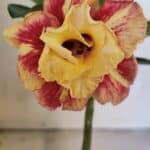 ENXERTO 12530 – 20cm (cor LM 474)