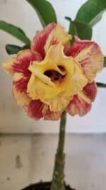 ENXERTO 12530 – 20cm (cor LM 474)