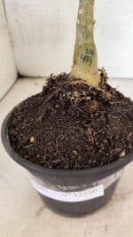 ENXERTO 12530 – 20cm (cor LM 474) - Imagem 7