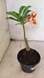 ENXERTO 12530 – 20cm (cor LM 474) - Imagem 6