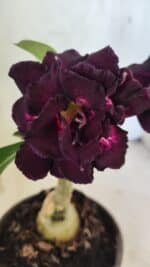 ENXERTO 12531 – 20cm (cor LM 916)